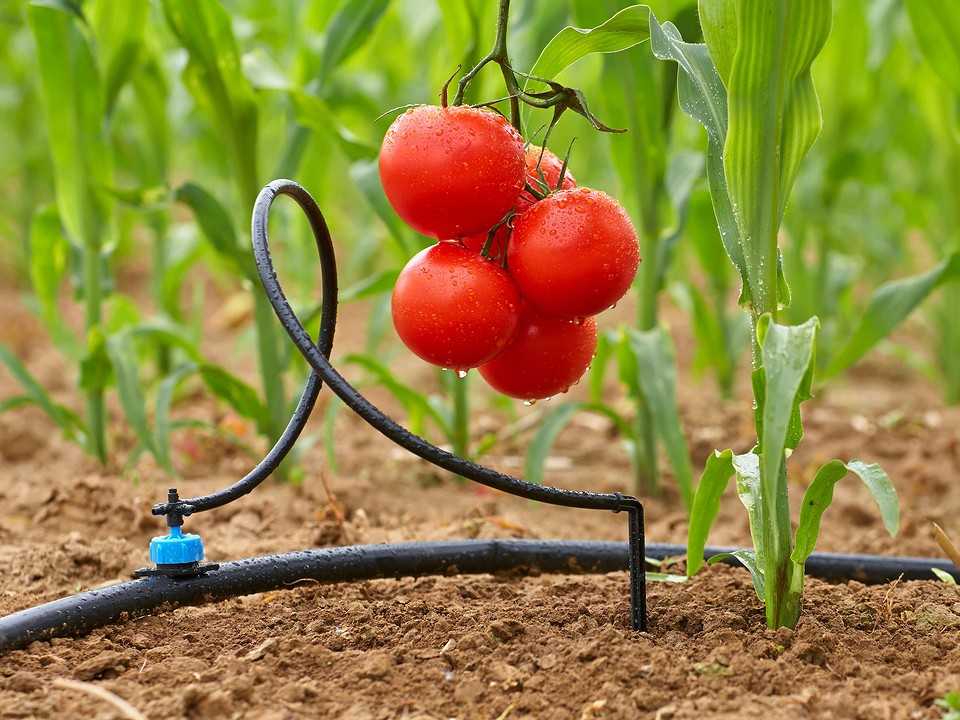 Что такое капельный полив, орошение